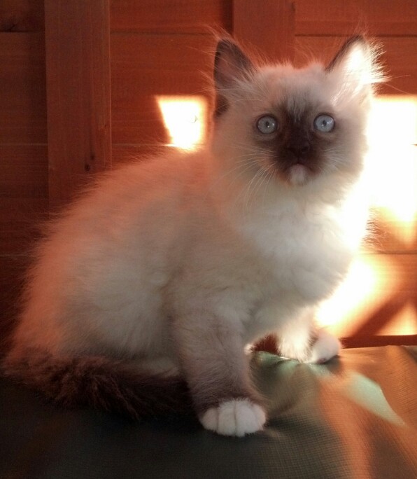 available Ragdoll Kittens, TICA Ragdoll cats, Mink Ragdolls, San Diego