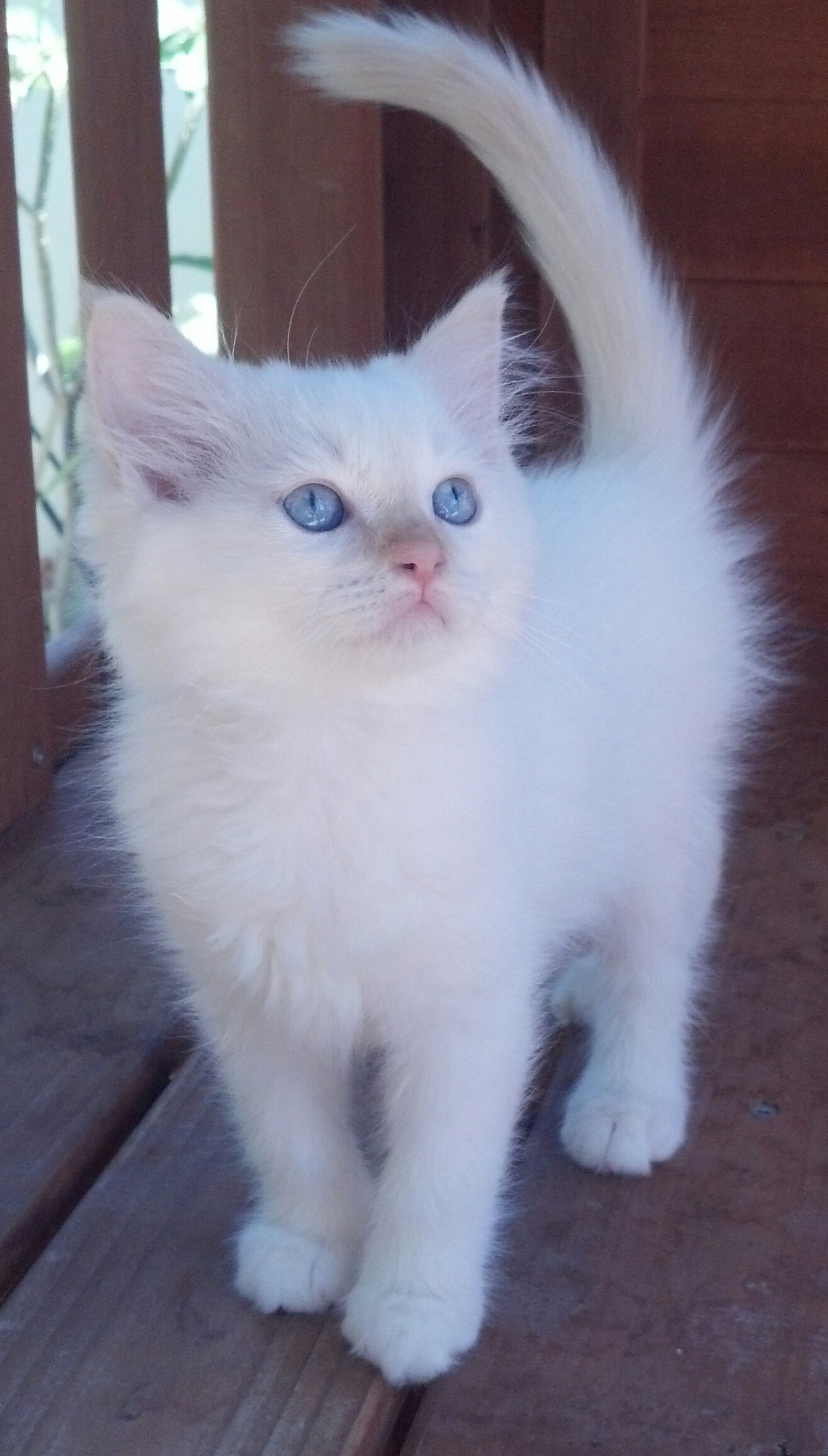 available Ragdoll Kittens, TICA Ragdoll cats, Mink Ragdolls, San Diego