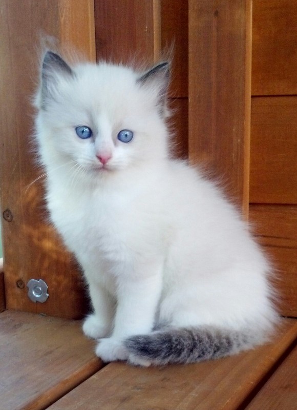available Ragdoll Kittens, TICA Ragdoll cats, Mink Ragdolls, San Diego