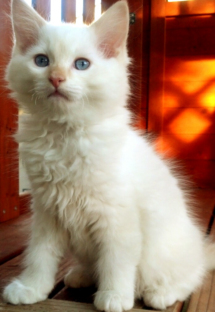 available Ragdoll Kittens, TICA Ragdoll cats, Mink Ragdolls, San Diego