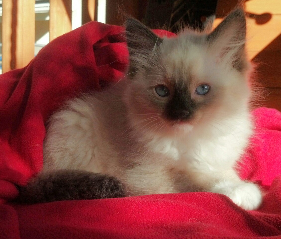 available Ragdoll Kittens, TICA Ragdoll cats, Mink Ragdolls, San Diego