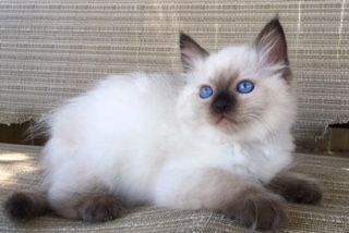 rag dolls cat for sale