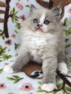 rasta ragdolls