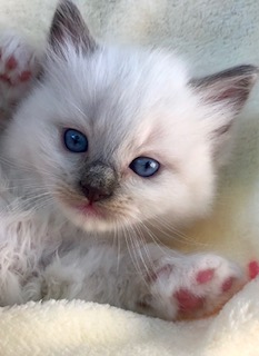 rasta ragdolls
