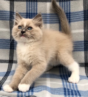 blue mitted ragdoll with blaze