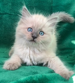 rasta ragdolls