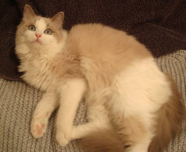 rasta ragdolls