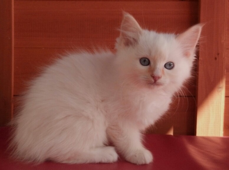 available Ragdoll Kittens, TICA Ragdoll cats, Mink Ragdolls, San Diego